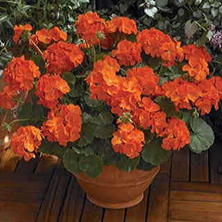 Maverick Orange Geranium Seeds