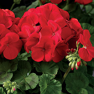 Maverick Scarlet Geranium Seeds