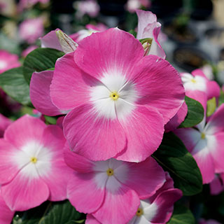 Mega Bloom Pink Halo Vinca Seeds