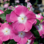 Mega Bloom Pink Halo Vinca Seeds 1