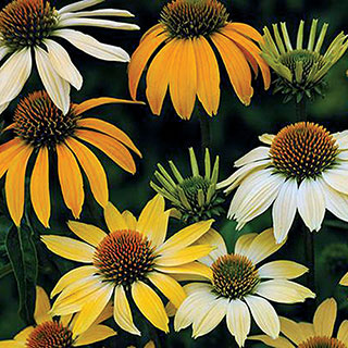 Mellow Yellows Coneflower Seeds