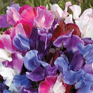 Melody™ Mix Sweet Pea Seeds