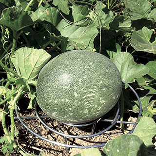 Melon Cradles