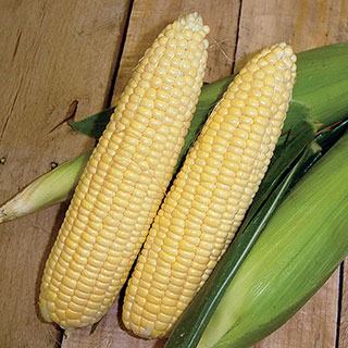 Mentor Mirai® Corn Seeds