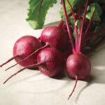 Merlin Hybrid Beet Seeds 1