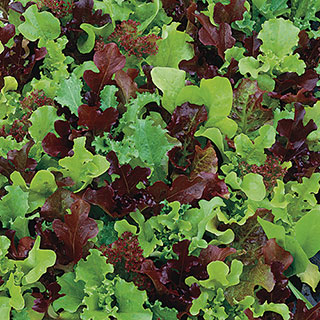 Micro Mini Greens Lettuce Seeds