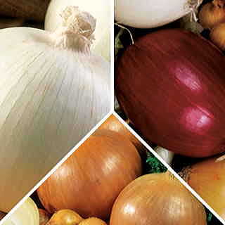 Mid-Day Onion Plants Sampler Pack