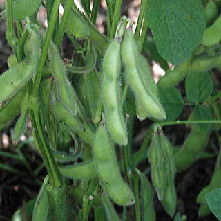 Midori Giant Soybean Seeds