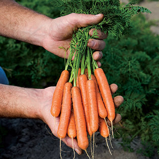 Mini Adelaide Hybrid Carrot Seeds