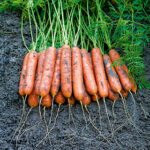 Mini Adelaide Hybrid Carrot Seeds 1