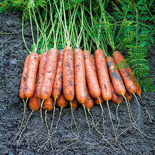 Mini Adelaide Hybrid Carrot Seeds