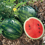 Mini Love Hybrid Watermelon Seeds 1