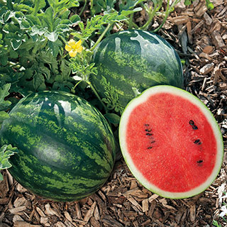 Mini Love Hybrid Watermelon Seeds