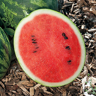 Mini Love Hybrid Watermelon Seeds