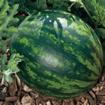 Mini Love Hybrid Watermelon Seeds 1