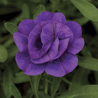 MiniFamous® Calibrachoa Double Blue