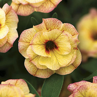 MiniFamous® Calibrachoa Double Rose Chai (pack of 3)