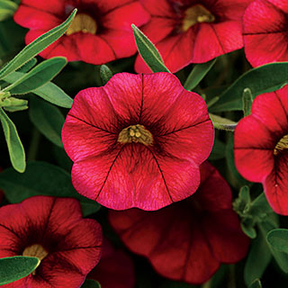 MiniFamous® Calibrachoa Neo Cherry Red