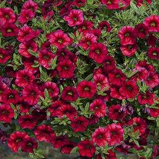 MiniFamous® Calibrachoa Neo Cherry Red