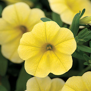 MiniFamous® Calibrachoa Neo Deep Yellow