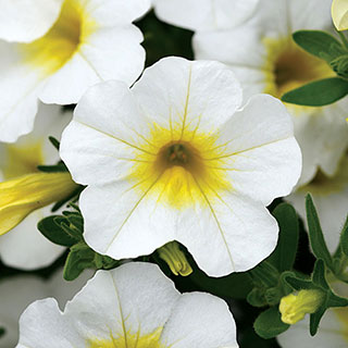 MiniFamous® Calibrachoa Neo White