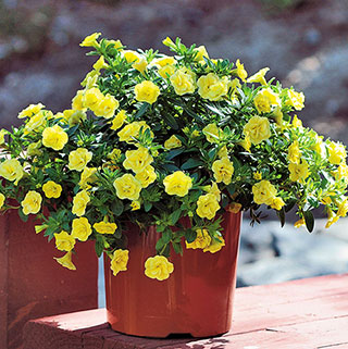 MiniFamous® Double Lemon Calibrachoa (pack of 3)