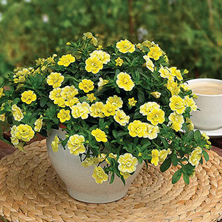 MiniFamous® Double Lemon Calibrachoa (pack of 3)