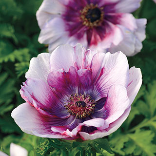 Mona Lisa® Wine White Bicolor Windflower Seeds