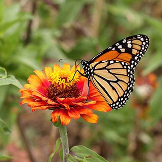 Monarch Butterfly Wildflower Mix