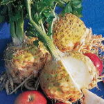 Monarch Celeriac Seeds 1