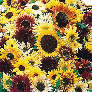 Monet's Palette Mix Sunflower Seeds