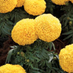 Moonstruck Yellow Marigold Seeds 1