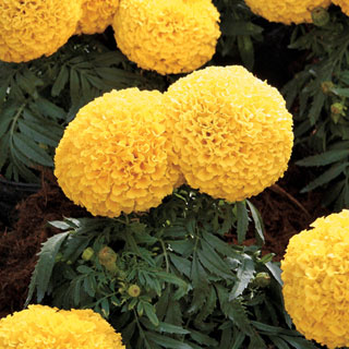 Moonstruck Yellow Marigold Seeds