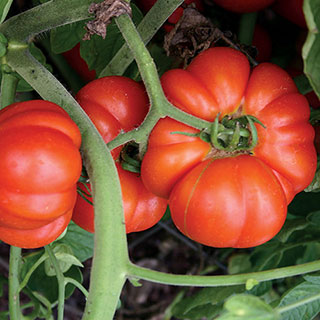 Mortgage Lifter Tomato Seeds