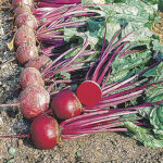 Moulin Rouge Hybrid Beet Seeds 1