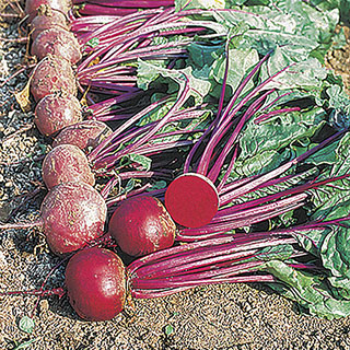 Moulin Rouge Hybrid Beet Seeds