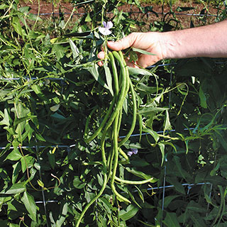 Mountaineer White Half Runner Bean Seeds