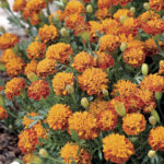 Mowgli Bicolor Marigold Seeds 1