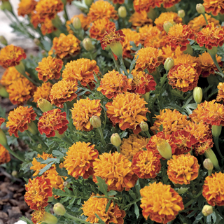 Mowgli Bicolor Marigold Seeds