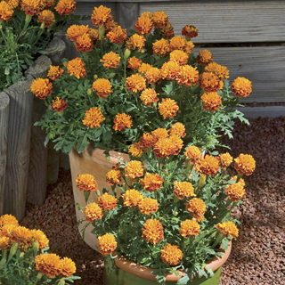 Mowgli Bicolor Marigold Seeds