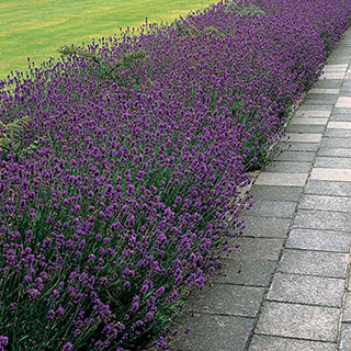 Munstead Lavender Plants (pack of 3)