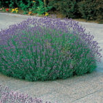 Munstead Lavender Plants (pack of 3) 1