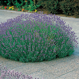 Munstead Lavender Plants (pack of 3)