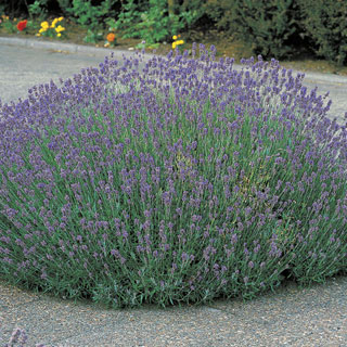 Munstead Lavender Seeds