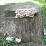 Mushroom Brown Oyster Log Spawn Plugs (100) 1