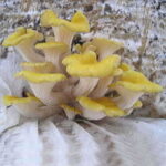 Mushroom Golden Oyster Countertop Kit 1