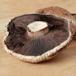 Mushroom Portabella Kit 1