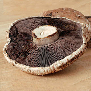 Mushroom Portabella Kit