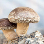 Mushroom Shiitake Fruiting Kit 1