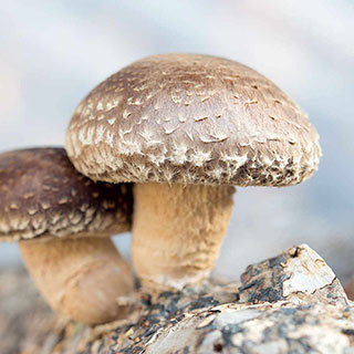 Mushroom Shiitake Fruiting Kit